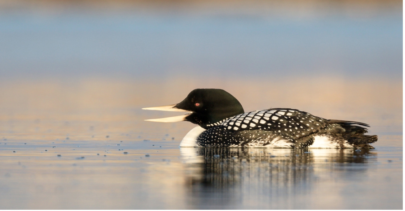 Frozen birds fall as the American Midwest suffers a cold wave
