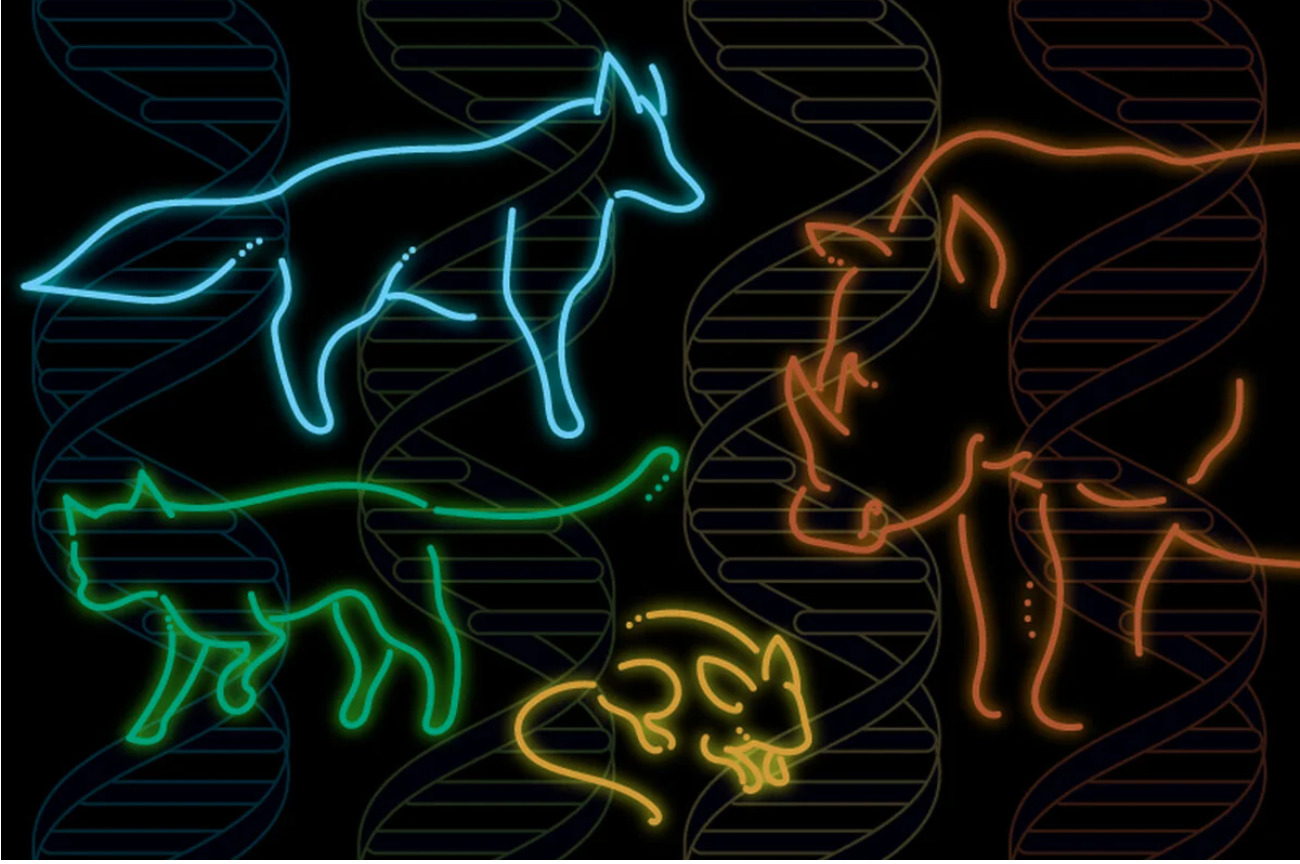 Project Zoonomia: Genetic research reveals all we share with animals