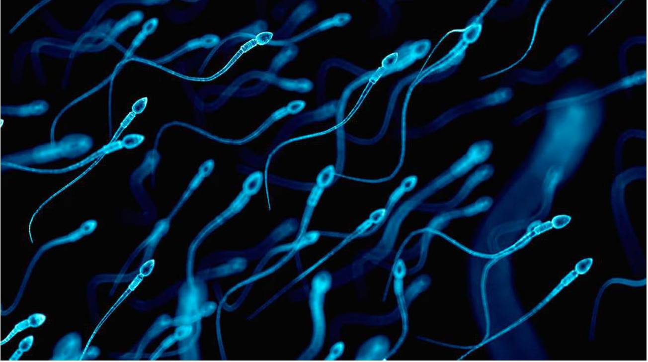 A huge kinship network: Dutch court orders sperm donor to stop after 550 children