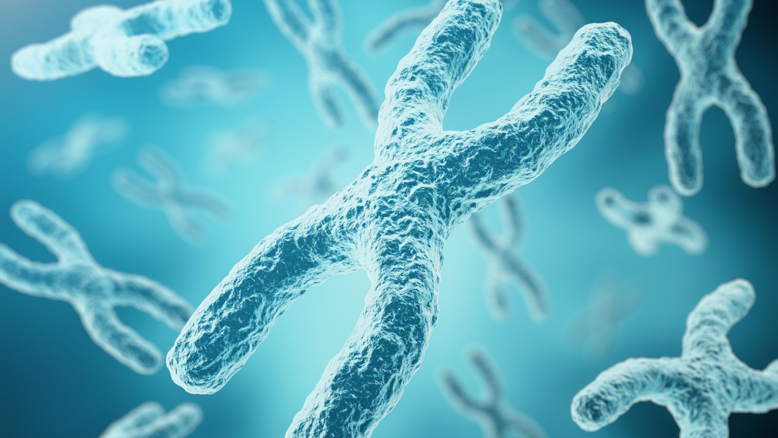 Scientists solve one of life’s greatest mysteries by learning how X chromosomes take its structure