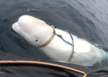 Russian “spy” whale resurfaces in Sweden after being three years off coast of Norway