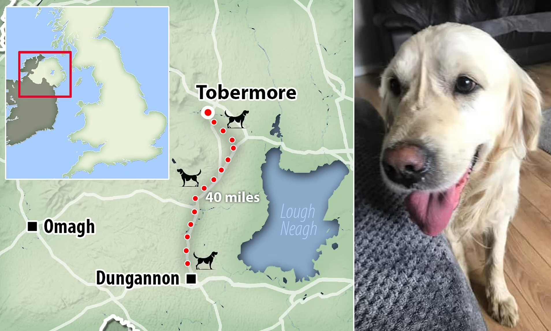 Newly adopted Golden Retriever travels 64 km in 27 days to return to its previous owners