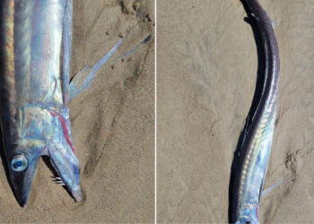 Scaleless fanged fish found on Oregon beaches, officials baffled