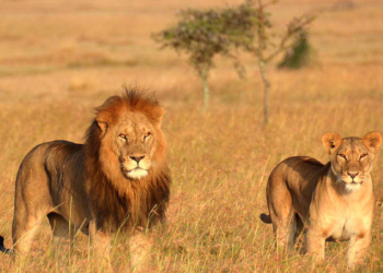 Kenya: Ten lions killed by herders as human-wildlife conflict worsens