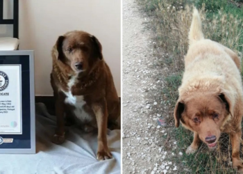Bobi, the world’s oldest dog, celebrates his 31st birthday