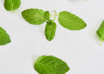 Why are flavored nicotine pouches becoming more popular?