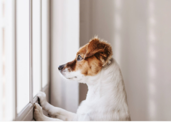 Sleep disturbances in aging dogs could indicate dementia, finds research