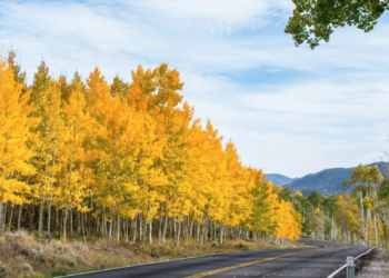 Artist records sound of the world’s largest organism, Pando, believed to be thousands of years old