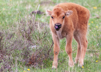 Yellowstone kills baby bison after park visitor touches the animal