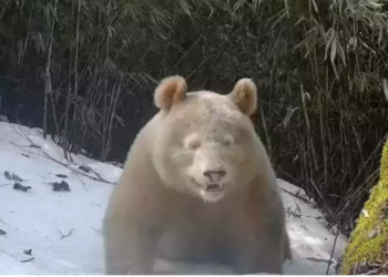 World’s only known albino panda caught on camera for the second time ever
