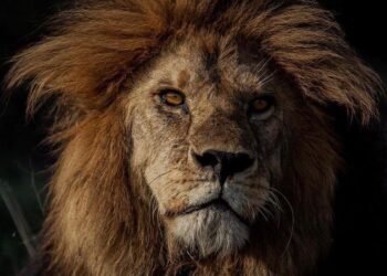 Wild lion Loonkiito, believed to be one of the world’s oldest, tragically killed in Kenya