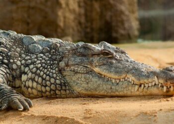 Crocodile found to have made herself pregnant in first known ‘virgin birth’