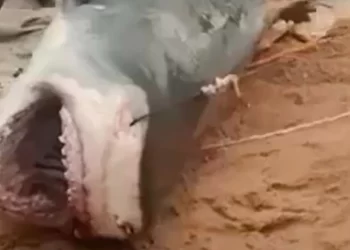 Russian tourist’s body parts recovered from shark’s stomach after it was beaten to death