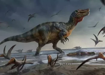 Isle of Wight: New dinosaur species discovered