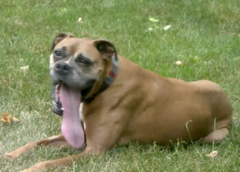 Illinois: Dog with 5.46-inch-long tongue sets Guinness World Record