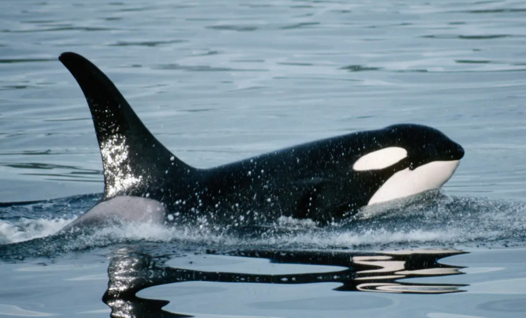 Scientists believe Killer Whales are teaching each other to sink ships