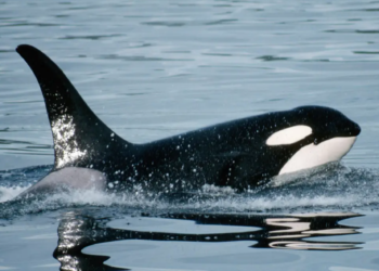 Scientists believe Killer Whales are teaching each other to sink ships
