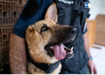 German shepherd injured in Ukraine gets new ‘job’ as Hungarian police dog