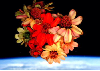 NASA shares magnificent pic of flower grown in space