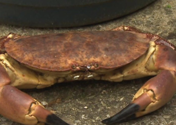 Crab and lobster shells: New lithium alternative discovered to transform EV batteries