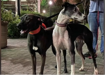 Barking up the right tree: How Washington is training dogs and cats to fight rodent menace
