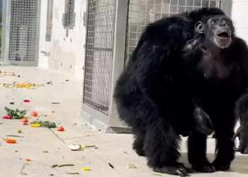 Watch: Chimpanzee caged for her entire life sees sky for the 1st time in 28 years