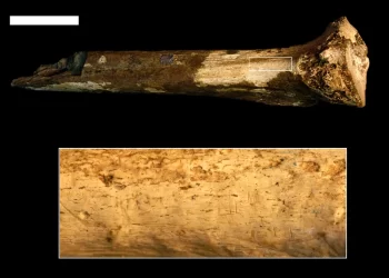 Signs of cannibalism: Fossil reveals human ancestors slaughtered one another for reasons other than rituals