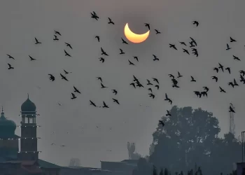 Birds have GPS inbuilt into their brains. They can turn it on and off like a switch: Study