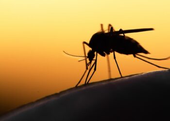 Alarming: Malaria returns to the US after 20 years