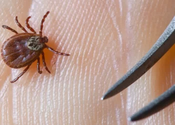 What is Tick-borne encephalitis, spreading in the UK due to climate change?
