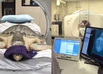 Turtle gets CT scan in Alabama, becomes hospital’s first animal patient