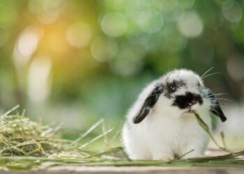 The Little Hay Co Launches Rescue Scheme to Support Shelters and Animal Welfare Organisations