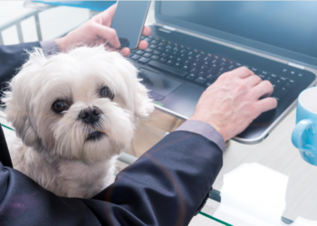 Stock-picking dog Freddy beats ChatGPT in sniffing out winners