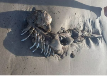 Skeleton of a mermaid-like mysterious creature washes up on a beach in Australia