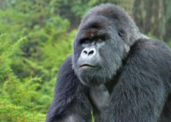 Ohio: Gorilla thought to be male, surprises zoo staff by giving birth