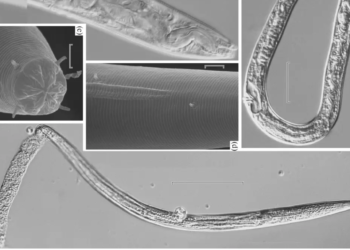 Scientists revive worm frozen 46,000 years ago
