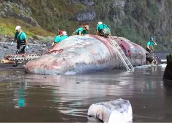 ‘Floating gold’ worth $5.4mn found in a dead whale in Canary Islands