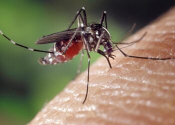 Ticks, mosquitoes, and spotted lanternflies are driving people insane this summer