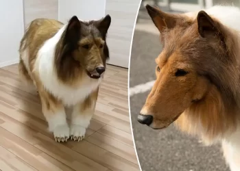 Watch: Japanese man transforms into ‘dog’ by spending $20K, takes first walk in public