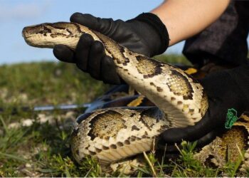 Florida’s battle against invasive giants: The Burmese python killing contest