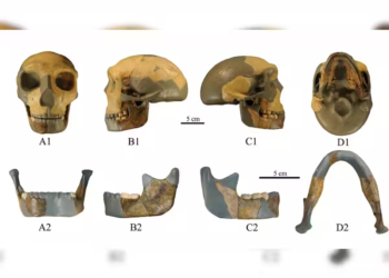 Scientists discover perplexing 300,000-year-old skull: Could it be a new lineage of humans?