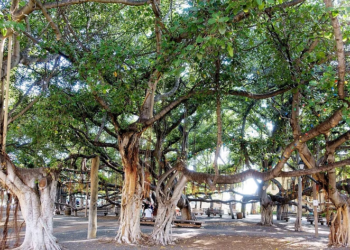 Devastating Maui wildfire threatens historic Banyan tree and residents’ lives amidst Hurricane Dora’s impact
