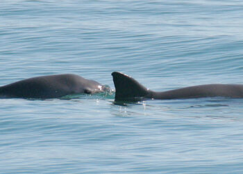 Only 10 vaquita porpoises left on Earth, International Whaling Commission issues extinction warning
