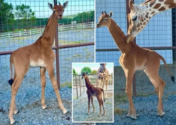 ‘Spotless’ giraffe, thought to be the world’s only one, born at Tennessee’s Brights zoo
