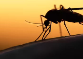 Scientists accidentally discover bacteria that stop malaria transmission