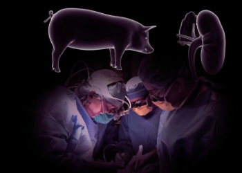 In a first: Man receives kidney from gene-edited pig