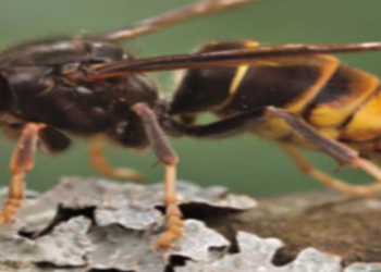 Invasive yellow-legged hornet found in US for the first time