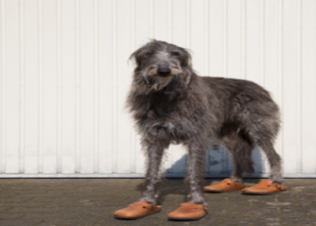 How Can Dogs Benefit From Pet Shoes?