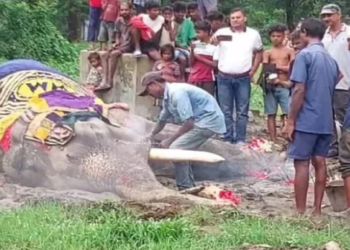 World’s oldest elephant, Bijuli Prasad, brought to India during the colonial era, dies at age 89