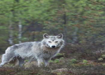 M93: Here’s how a lone “immigrant” wolf restored the forest ecosysytem